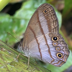 Amiga arnaca