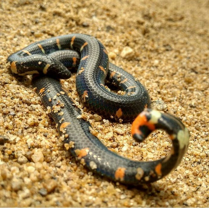 Redtailed Pipe Snake Cylindrophis Ruffus High-Res Stock Photo - Getty Images