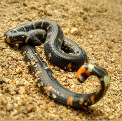 Cylindrophis ruffus
