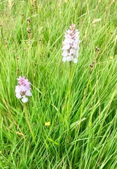 Dactylorhiza maculata