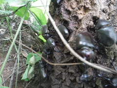 Trypoxylus dichotomus