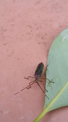 Paradasynus spinosus