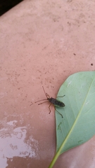 Paradasynus spinosus