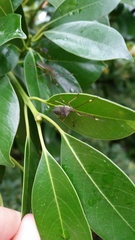 Paradasynus spinosus