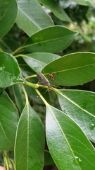 Paradasynus spinosus