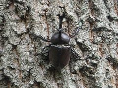 Trypoxylus dichotomus