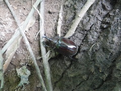 Trypoxylus dichotomus