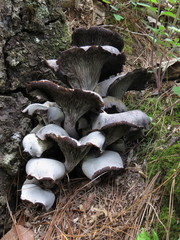 Omphalotus mexicanus