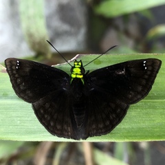 Gorgopas chlorocephala