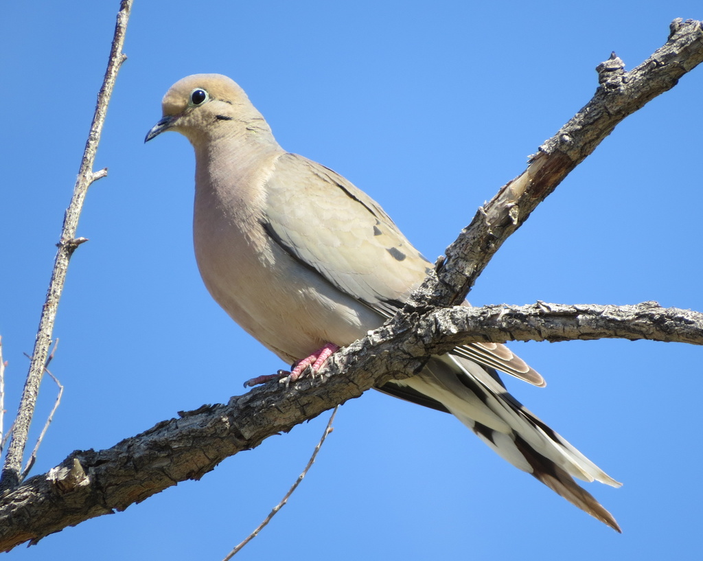 Mourning Dove (Birds of Overton Park's Old Forest, Memphis, TN ...