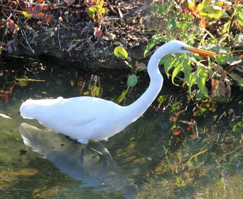 iNaturalist observation photo of Great Egret