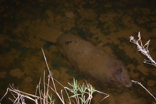American Beaver photographed in New Mexico