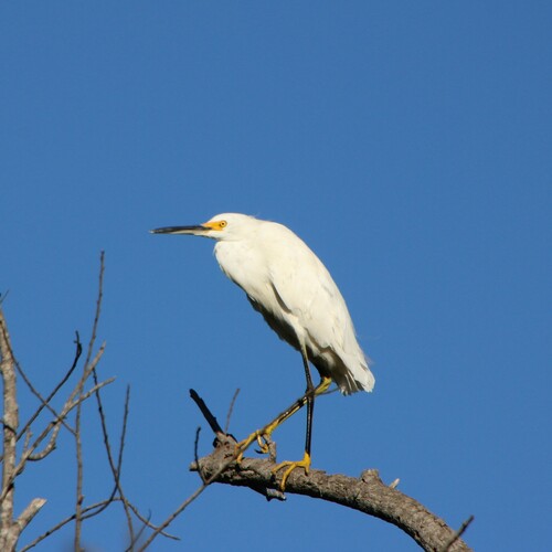iNaturalist observation photo of Snowy Egret