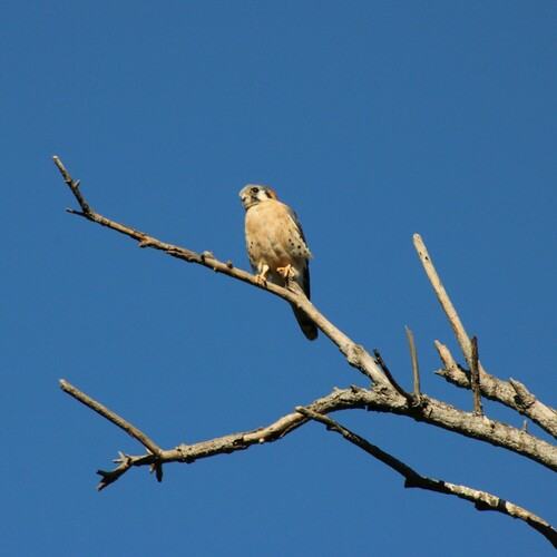 iNaturalist observation photo of American Kestrel