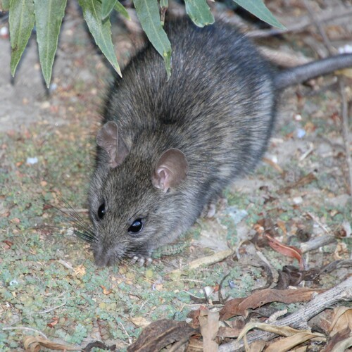 iNaturalist observation photo of Black Rat