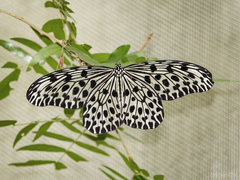 Idea lynceus