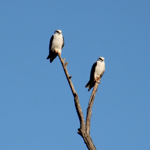 iNaturalist observation photo of White-tailed Kite