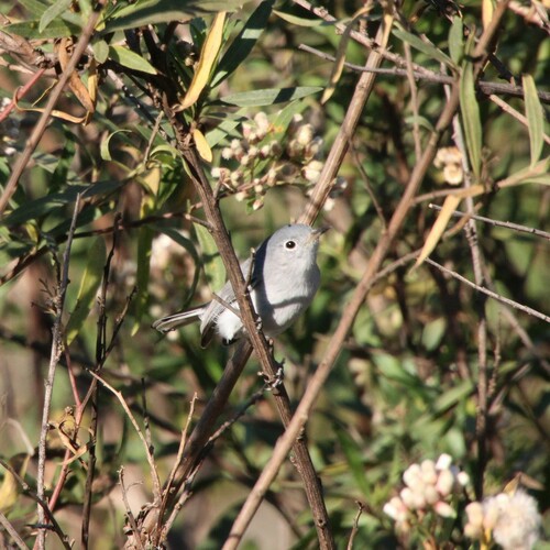 iNaturalist observation photo of Blue-gray Gnatcatcher