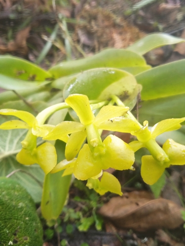 Epidendrum hardingiae J.S.Moreno, Hágsater & L.Sánchez 2