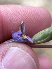 Colenso's sun orchid (Thelymitra colensoi)