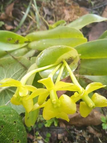 Epidendrum hardingiae J.S.Moreno, Hágsater & L.Sánchez 3