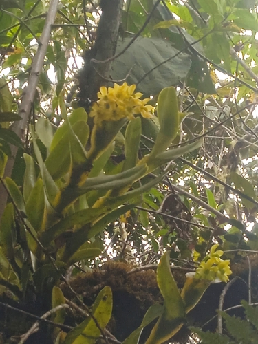 Epidendrum hardingiae J.S.Moreno, Hágsater & L.Sánchez 4