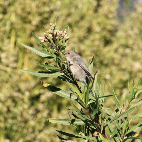 iNaturalist observation photo of Bushtit