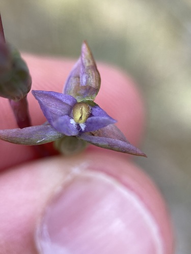 Image of Thelymitra colensoi by (c) Michael Berardozzi, some rights reserved (CC BY)