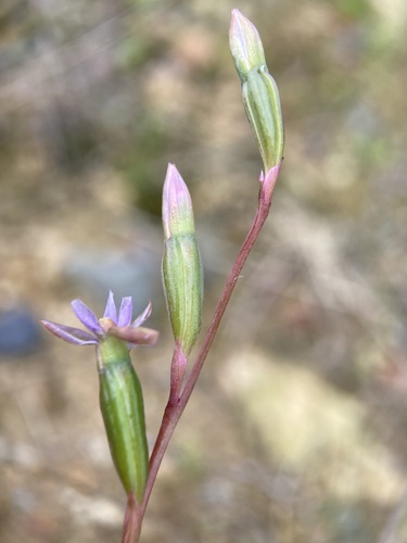 Image of Thelymitra colensoi by (c) Michael Berardozzi, some rights reserved (CC BY)