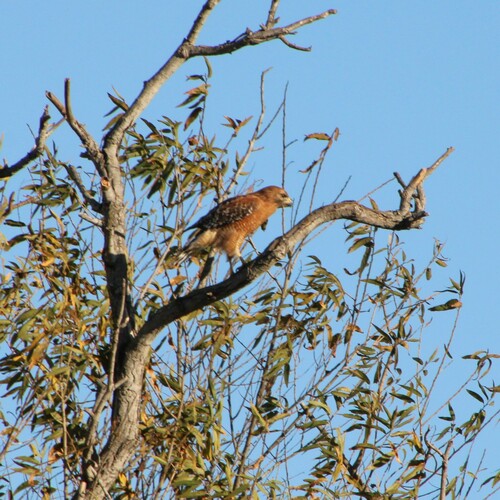 iNaturalist observation photo of Red-shouldered Hawk