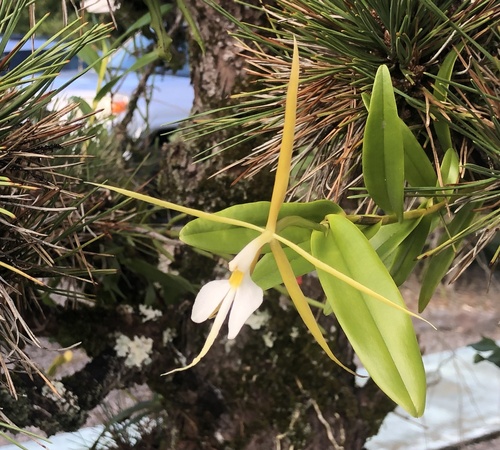 Epidendrum nocturnum