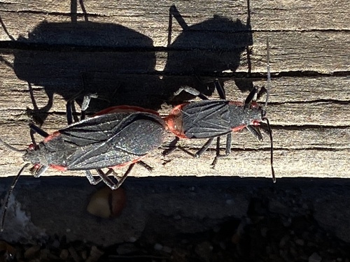 iNaturalist observation photo of Red-shouldered Bug