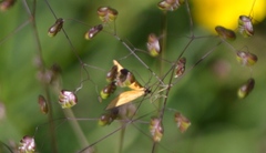 Idaea flaveolaria