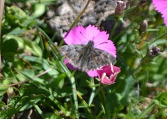 Muschampia floccifera