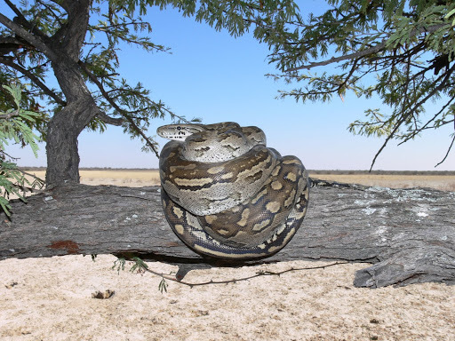 Southern African Python from GH10, Ghanzi District, Botswana on August ...