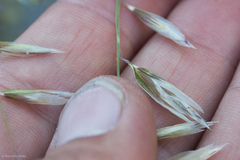 Melica stricta