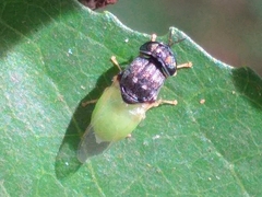 Oplodontha rubrithorax