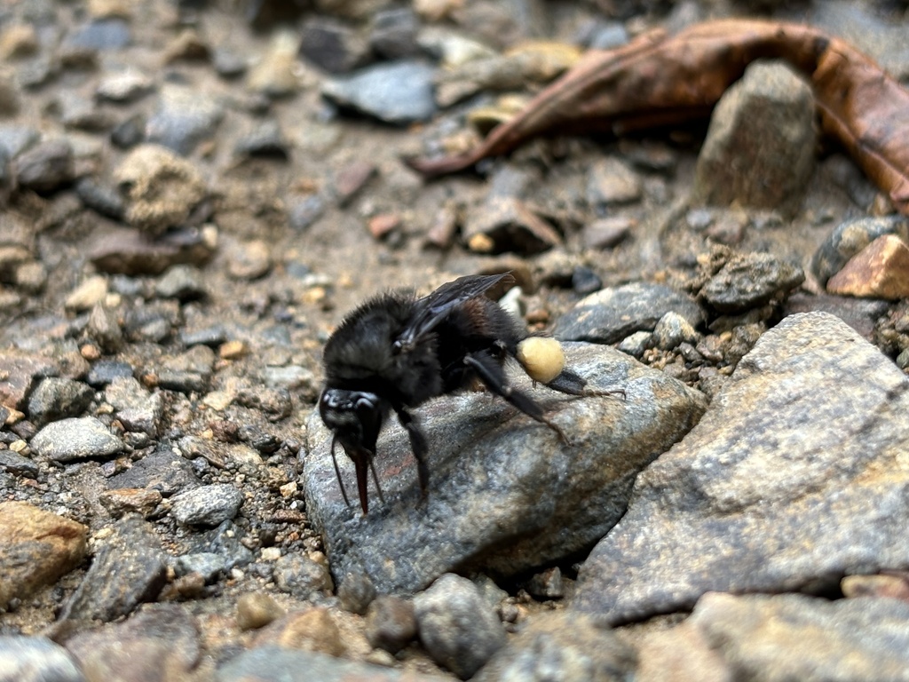 Bombus butteli