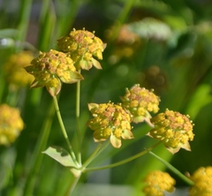 Bupleurum ranunculoides