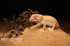Helmethead Gecko photo 4