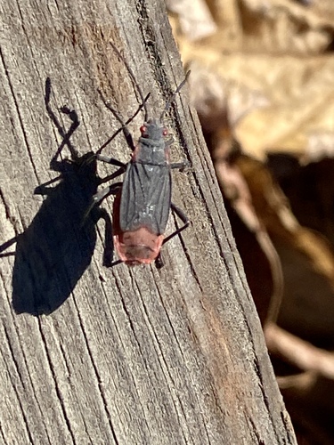 iNaturalist observation photo of Red-shouldered Bug