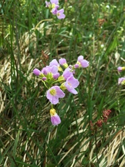 Cardamine polemonioides