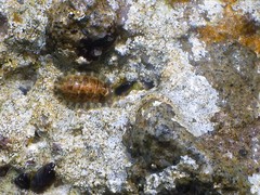 Lepidochitona caprearum