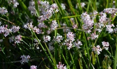 Asperula aristata