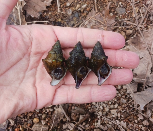 Spiny Riversnail