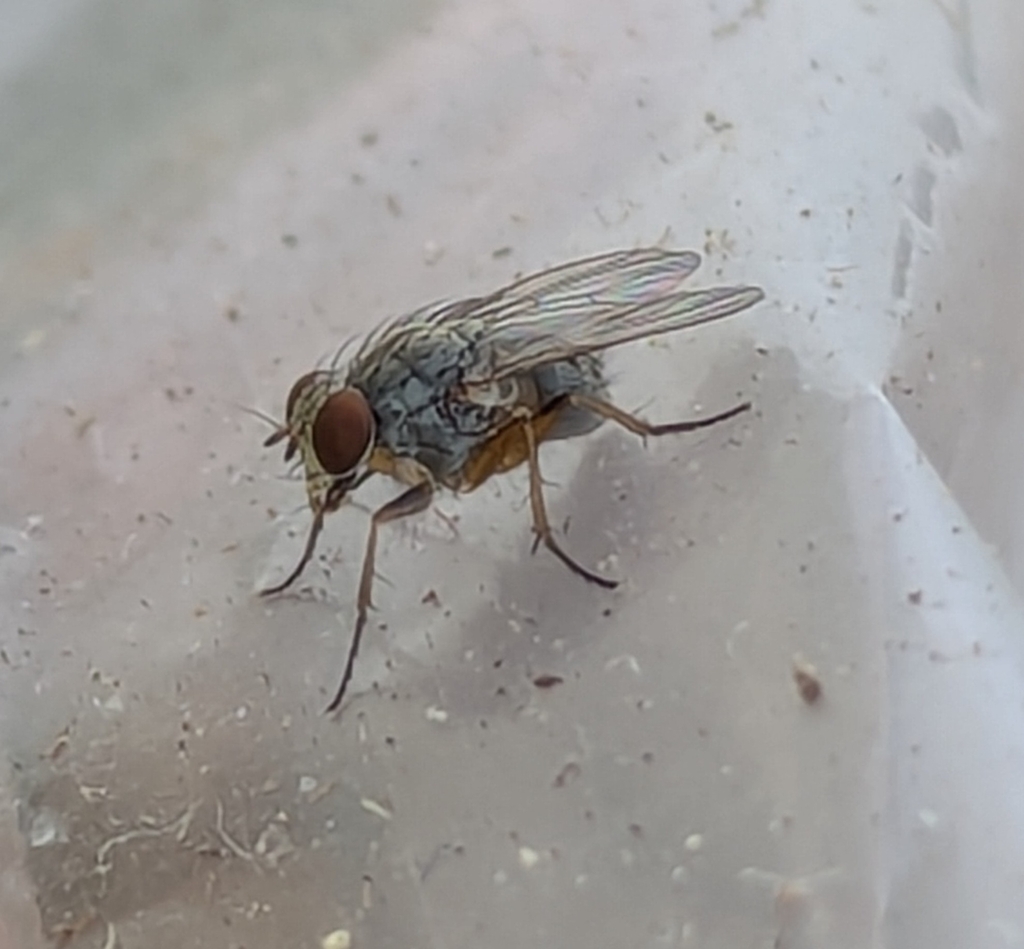 Coenosia atrata