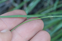 Melica stricta