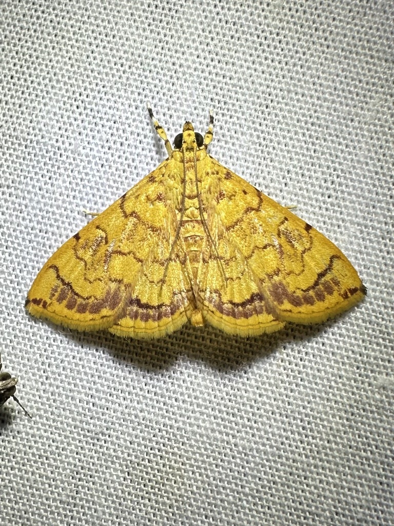 Portentomorpha xanthialis