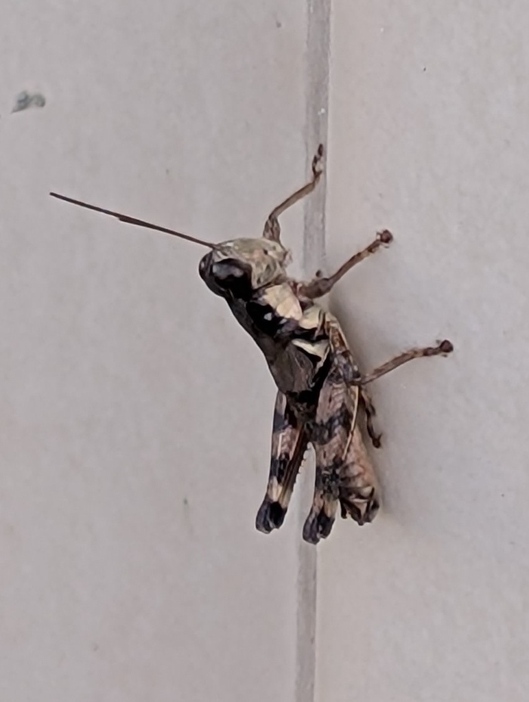 Melanoplus rusticus