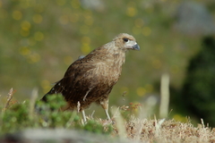 Daptrius albogularis